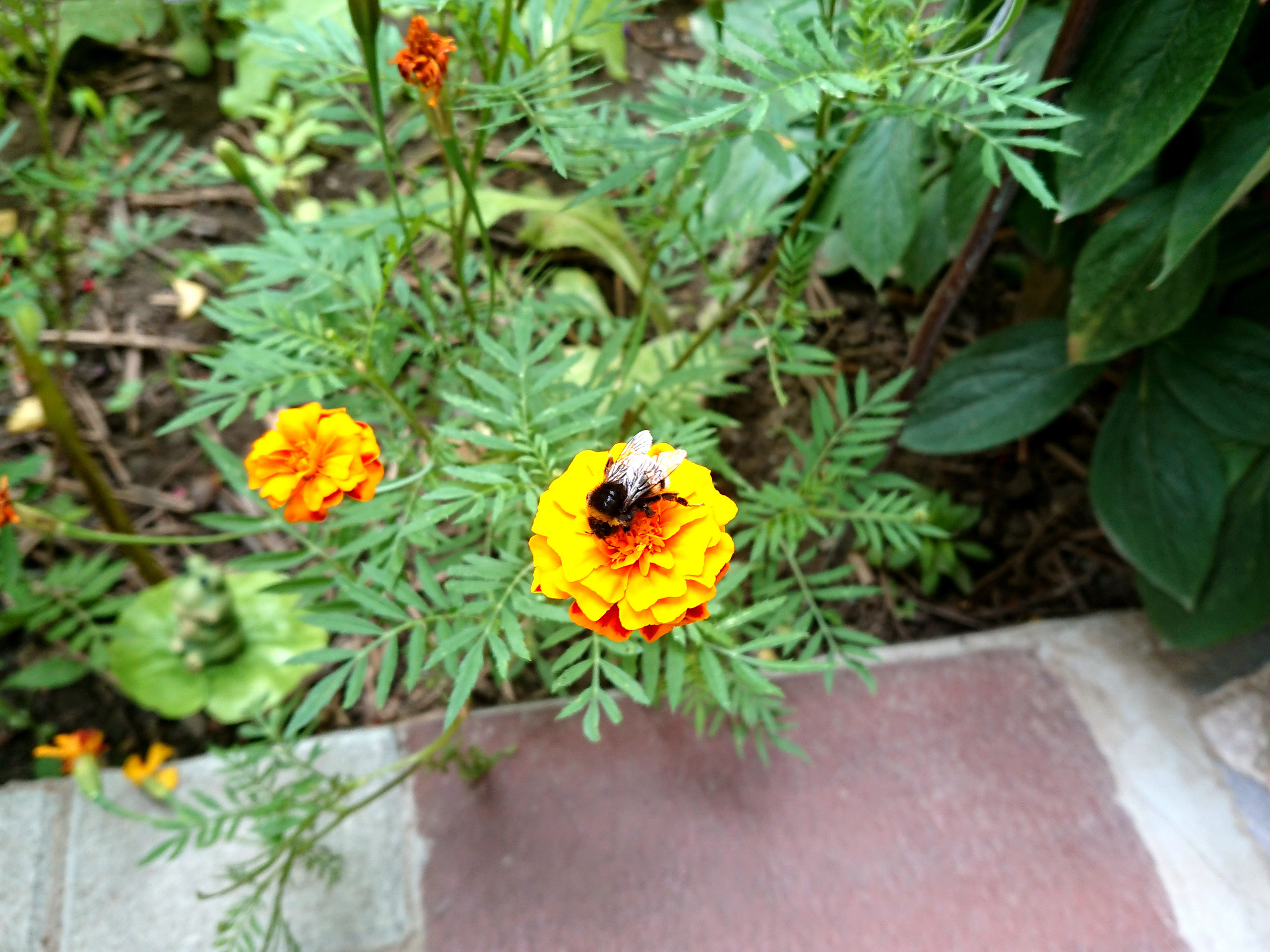 Under the bumblebee